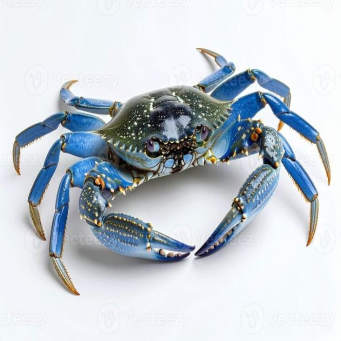 Blue Crab on White Background