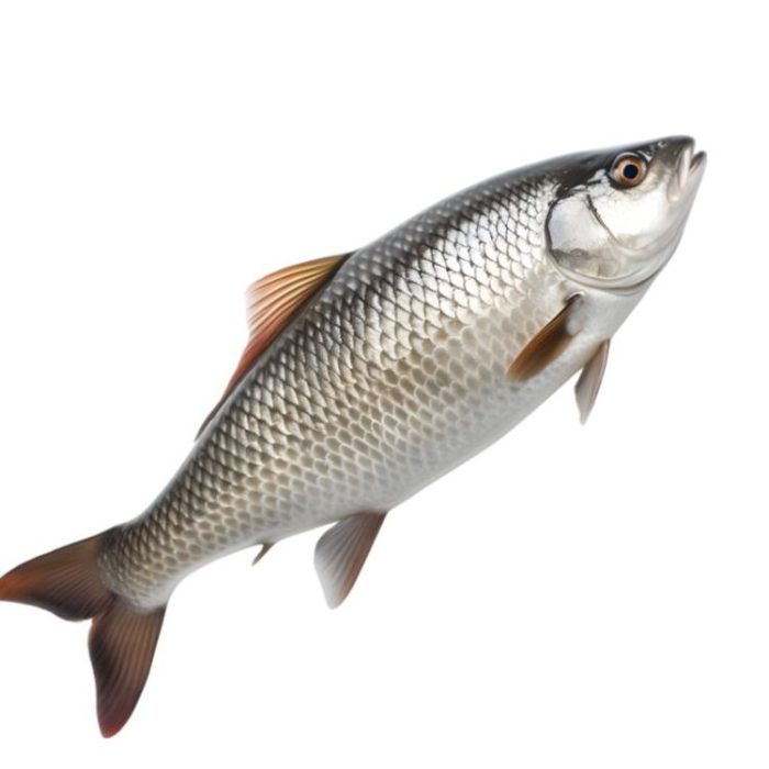 Download fish on transparent background for free