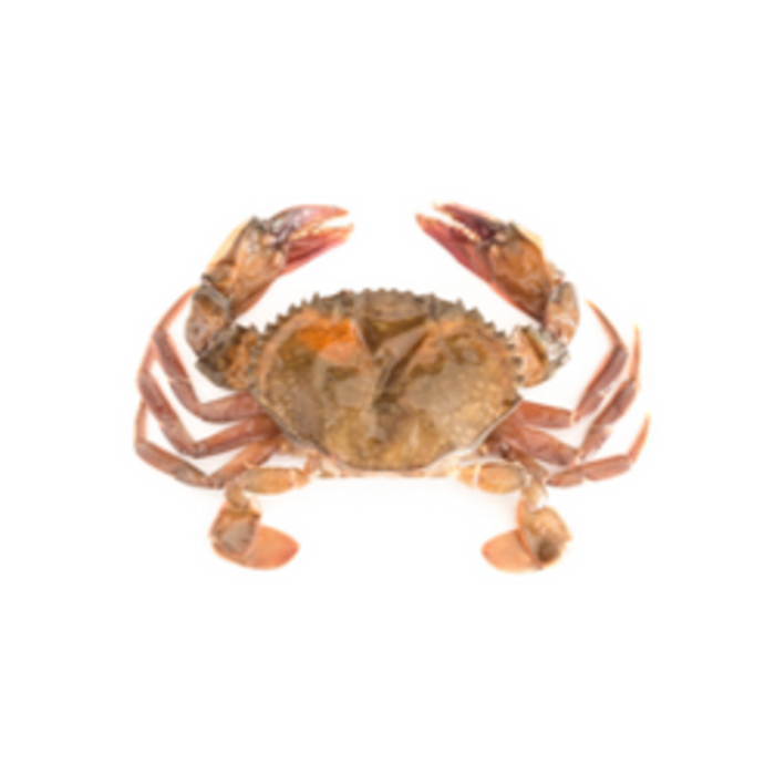 Soft-Shell-Crab