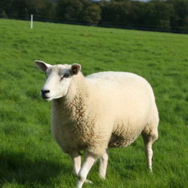lamb