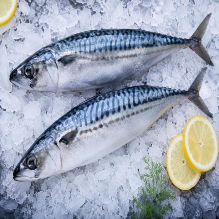kingfish